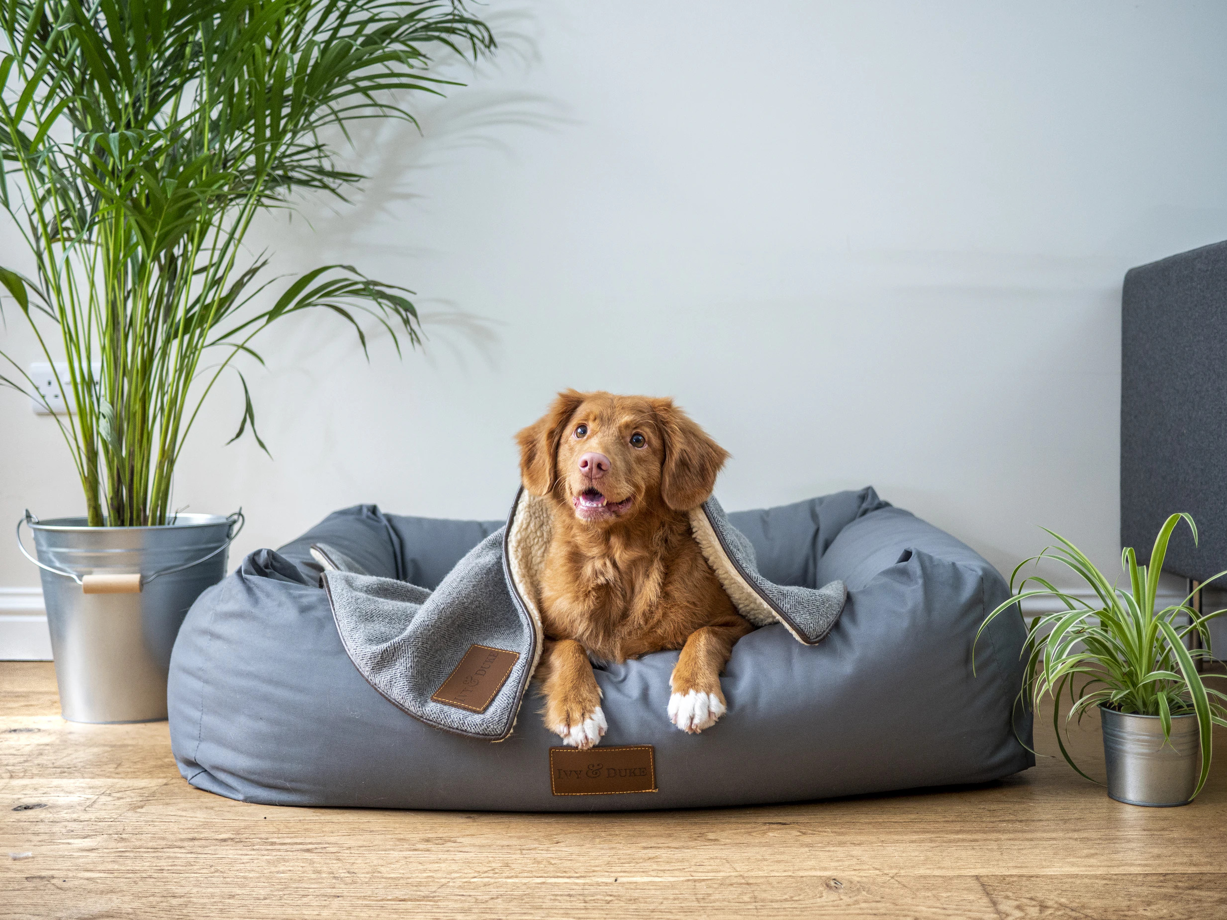 dog lying patiently in dog bed